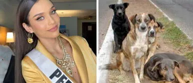 Janick Maceta se sumó a campaña en apoyo a perros callejeros de Lima. Janick Maceta pide ayuda para los perros callejeros que pasan frío en Lima Norte