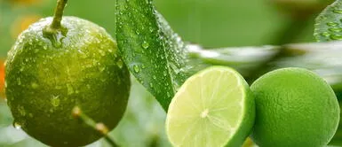 ¿Es bueno poner un limón cortado en cruz debajo de tu cama? ¿Es bueno poner un limón cortado debajo de tu cama?