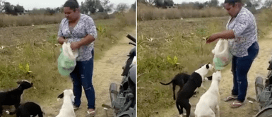 Mujer de bajos recursos alimenta a más de 50 perros en situación de calle Mujer de bajos recursos alimenta a más de 50 perros en situación de calle
