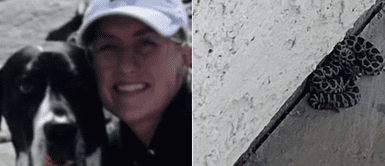 Cachorra se enfrentó a una víbora para proteger a su dueña: Cachorra se enfrentó a una víbora para proteger a su dueña: "Ella fue picada"