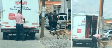 Repartidor de productos detuvo su trabajo para alimentar a varios perros callejeros Repartidor de productos detuvo su trabajo para alimentar a varios perros callejeros