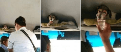 Conductor de autobús detuvo el viaje para ayudar a un perro callejero con sed Conductor de autobús detuvo el viaje para ayudar a un perro callejero con sed