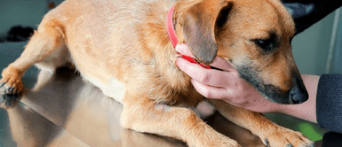 Los perros y gatos pueden donar sangre: ¿Cómo hacerlo y cuántas vidas pueden salvarse? Los perros y gatos pueden donar sangre: ¿Cómo hacerlo y cuántas vidas pueden salvarse?