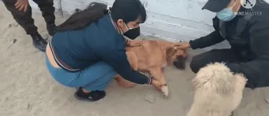 Nuevo Chimbote: Serenazgo ayudó a perro callejero que había sido atropellado por un camión Nuevo Chimbote: Serenazgo ayudó a perro callejero que había sido atropellado por un camión