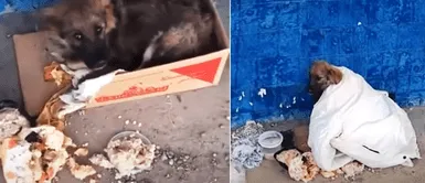 Denuncian que perro enfermo que vivía en la calle era alimentado con comida podrida Denuncian que perro enfermo que vivía en la calle era alimentado con comida podrida
