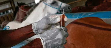 Brasil recurre al suero con plasma de caballo para tratar los casos de COVID-19 Brasil recurre al suero con plasma de caballo para tratar los casos de COVID-19