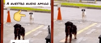 Perro callejero se encuentra a otro y lo lleva a un restaurante donde regalan comida Perro callejero se encuentra a otro y lo lleva a un restaurante donde regalan comida