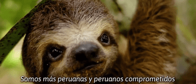 Impulsan la conservación de la biodiversidad con mensajes en quechua: Impulsan la conservación de la biodiversidad con mensajes en quechua: "¡La naturaleza está viva!"