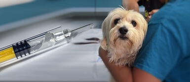 Rusia inicia vacunación de mascotas contra el covid-19 Rusia inicia vacunación de mascotas contra la COVID-19