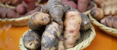 Nuestro país tiene por lo menos 3 mil variedades de papa. Día de la Papa Peruana: sepa cómo aprovecharla en sus recetas según sus características