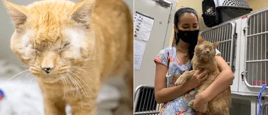 Gato sin ojos busca nuevo hogar tras la muerte de su dueño por COVID-19 Gato sin ojos busca nuevo hogar tras la muerte de su dueño por COVID-19