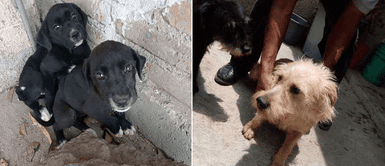 Mujer ayuda a 50 perros y 15 gatos rescatados de la calle desde hace 6 años Mujer ayuda a 50 perros y 15 gatos rescatados de la calle desde hace 6 años