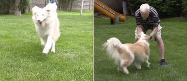 Perro con sordera corrió para abrazar a su padre luego de haberse perdido por horas Perro con sordera corrió para abrazar a su padre luego de haberse perdido por horas