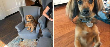 Regala a su perro un sillón idéntico al suyo y este ‘sonríe’ en agradecimiento Regala a su perro un sillón idéntico al suyo y este ‘sonríe’ en agradecimiento