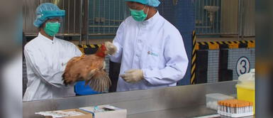 China reporta primera infección de gripe aviar H10N3 en humanos China confirma primer contagio de gripe aviar H10N3 en humanos