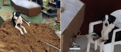 Perro acompañó a su dueño fallecido por COVID-19 desde el hospital hasta el cementerio Perro acompañó a su dueño fallecido por COVID-19 desde el hospital hasta el cementerio