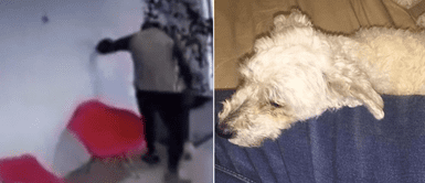 Denuncian a hombre que se peleó con su pareja y terminó pateando a su cachorra Denuncian a hombre que se peleó con su pareja y terminó pateando a su cachorra