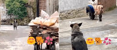 Perro callejero salió corriendo cuando vio a un anciano empujar una carreta pesada Perro callejero salió corriendo cuando vio a un anciano empujar una carreta pesada