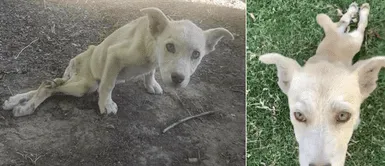 Denuncian que hombre le disparó en la pierna a cachorra y no la quisieron ayudar Denuncian que hombre le disparó en la pierna a cachorra y no la quisieron ayudar