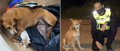 Policías encontraron un perro callejero con fracturas y costearon su rehabilitación Policías encontraron un perro callejero con fracturas y costearon su rehabilitación