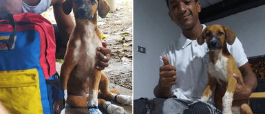 Joven venezolano caminó 60 días a pie acompañado de su cachorra para volver a su país Joven venezolano caminó 60 días a pie acompañado de su cachorra para volver a su país