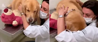 Perro temeroso que es llevado por primera vez al veterinario fue calmado con abrazos Perro temeroso que es llevado por primera vez al veterinario fue calmado con abrazos