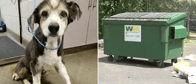 Denuncian que cachorra fue abandonada por ser sorda y anciana: Denuncian que cachorra fue abandonada por ser sorda y anciana: "Agradeciendo a Dios"