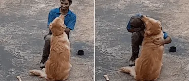 Golden retriever Golden retriever "exigió" besos y abrazos a extraño albañil para que lo deje trabajar