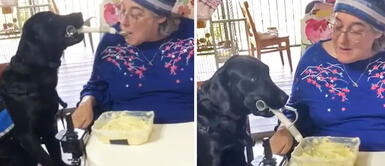 Perrito ayuda a alimentar a su humana que perdió la movilidad en las manos Perrito alimenta a su humana que perdió la movilidad en las manos