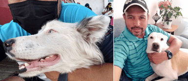 Hombre acudió a votar, encontró un perro callejero y lo adoptó: Hombre asistió a votar, en la cola encontró un perro callejero y lo adoptó: "Regresé con un amigo"