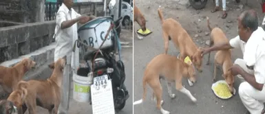 Anciano recorre las calles para alimentar a 190 perros sin hogar: Anciano recorre las calles para alimentar a 190 perros sin hogar: "Son como mis hijos"