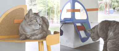 Joven estudiante elabora accesorios para que gatos callejeros jueguen y duerman Joven estudiante elabora accesorios para que gatos callejeros jueguen y duerman