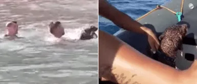 Dos jóvenes que viajaban en bote se lanzaron al mar para rescatar a un perro Dos jóvenes que viajaban en bote se lanzaron al mar para rescatar a un perro