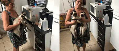 Mujer hace que sus gatos escuchen misas por la radio para que siempre estén bendecidos Mujer hace que sus gatos escuchen misas por la radio para que siempre estén bendecidos