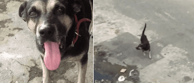 Perro volvió a su anterior casa donde vivía con su dueño antes de ser abandonado Perro volvió a su anterior casa donde vivía con su dueño antes de ser abandonado