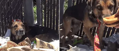 Denuncian que cachorro fue abandonado en la basura para que tenga una horrible muerte Denuncian que cachorro fue abandonado en la basura para que tenga una horrible muerte