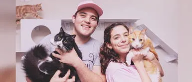 Cuáles son los tipos de relaciones entre los gatos y sus dueños Los gatos y sus distintas relaciones con los humanos