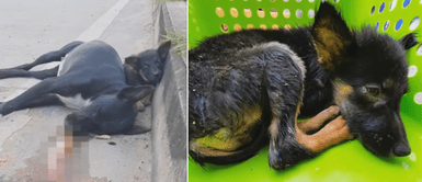 Cachorro permanece junto al cuerpo atropellado de su madre esperando que alguien los ayude Cachorro permanece junto al cuerpo atropellado de su madre esperando que alguien los ayude
