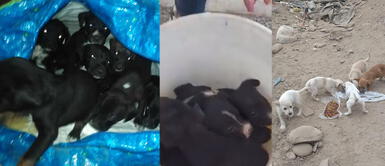 Albergue Can Martín salva 20 perros y cachorros abandonados en Cono Norte y Callao Hombre rescata a 19 cachorros abandonados en bolsas en Cono Norte y Callao