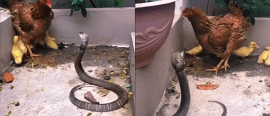 Gallina se enfrentó a peligrosa cobra que intentaba comerse a unos patitos huérfanos Gallina se enfrentó a peligrosa cobra que intentaba comerse a unos patitos huérfanos