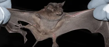 Lotes de nuevos coronavirus hallados en murciélagos fueron descubiertos por investigadores de China Lotes de nuevos coronavirus hallados en murciélagos fueron descubiertos por investigadores de China