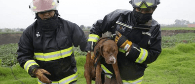 Rescataron a dos perros atrapados en enorme socavón en el centro de México Rescataron a dos perros atrapados en enorme socavón en el centro de México