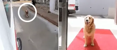 Golden retriever corrió detrás de la ambulancia que transportaba a su dueña enferma de COVID-19 Golden retriever corrió detrás de la ambulancia que transportaba a su dueña enferma de COVID-19