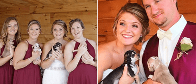 Novia exigió que damas de honor llevaran cachorros sin hogar para fomentar la adopción Novia exigió que damas de honor llevaran cachorros sin hogar para fomentar la adopción