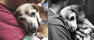 Fotografían a cachorra de 19 años minutos antes de recibir la eutanasia: Fotografían a cachorra de 19 años minutos antes de recibir la eutanasia: "Fue puesta a dormir"