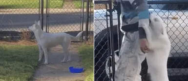 Perro sordo y ciego se emociona cada vez que siente llegar a su dueño del trabajo Perro sordo y ciego se emociona cada vez que siente llegar a su dueño del trabajo