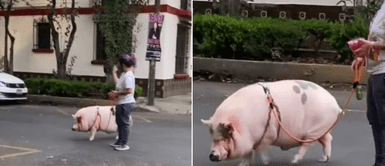 Joven aprovechó las restricciones por la pandemia para salir a pasear junto a su cerdo Joven aprovechó las restricciones por la pandemia para salir a pasear junto a su cerdo