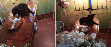 Cachorra amarrada Cachorra pidió ser liberada en velatorio para descansar sobre el ataúd de su dueño fallecido
