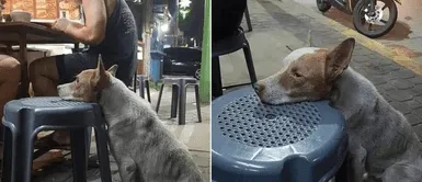 Perro callejero visita un restaurante y apoya su cabeza en las sillas para suplicar comida Perro callejero visita un restaurante y apoya su cabeza en las sillas para suplicar comida