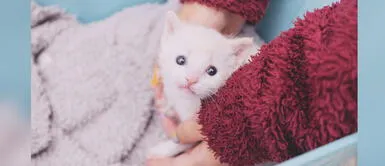 Adoptamiu: Qué vacunas necesitan los gatos adopción responsable ¿Qué vacunas existen y cuáles son las obligatorias para los gatos?